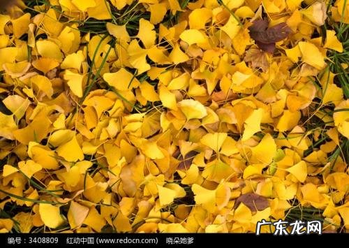 银杏树叶是什么样子 银杏叶长什么样子图片