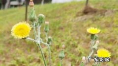 秋天的蒲公英什么颜色 秋天的蒲公英什么样子