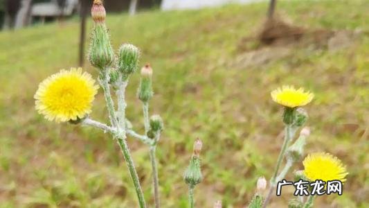 秋天的蒲公英什么颜色 秋天的蒲公英什么样子