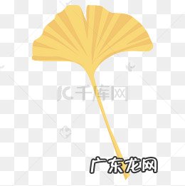 银杏叶的特征和作用 银杏叶外形特征及作用