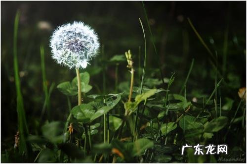 蒲公英的根 蒲公英的简介