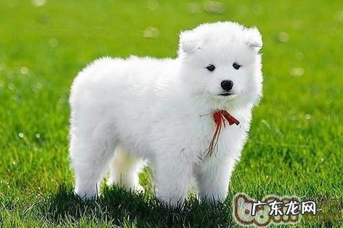 【检测】工薪族的你合适养什么狗