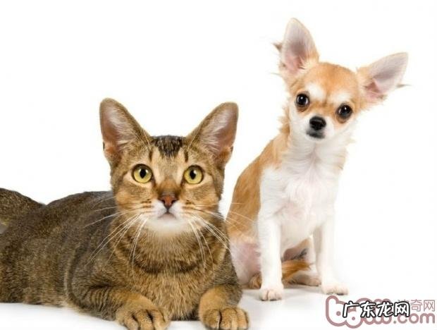 【检测】你合适养宠物還是养小猫