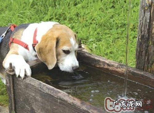 狗狗不喝水的解决方案
