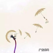 人生看似自由就像蒲公英一样 人生就像蒲公英的意思