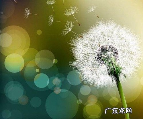 描写蒲公英的优美段落(外形 怎么描写蒲公英的外形)