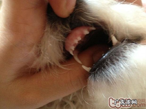 为小狗做牙齿护理的常见问题