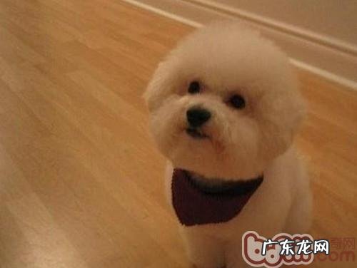 如何保养比熊头发