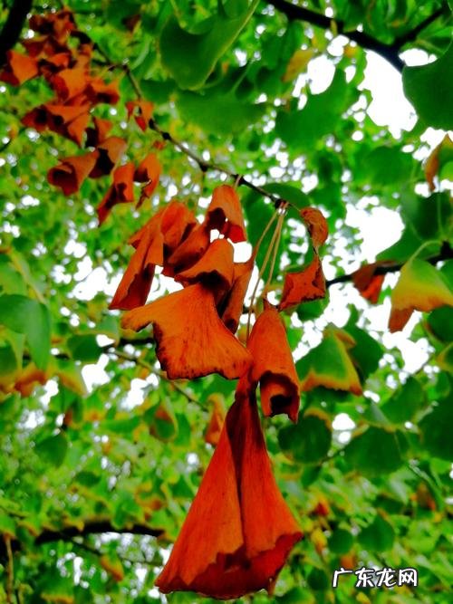 描写秋天银杏树的优美作文600字 秋天的银杏树样子描写开头