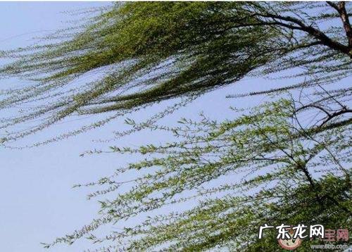 起风了朋友圈代表什么 突然起风了朋友圈说说