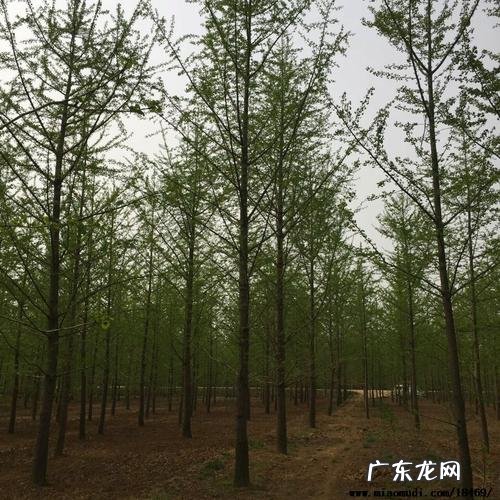 银杏树树干外形特征 银杏树的外形特征是什么