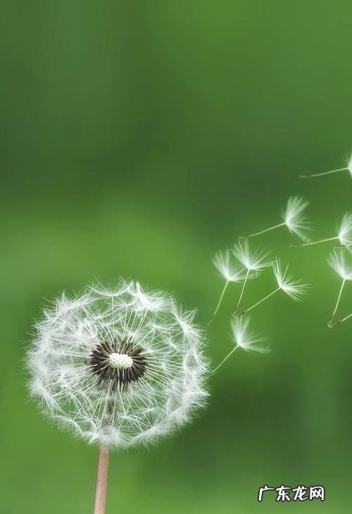 儿童诗蒲公英的诗歌 关于蒲公英的儿童诗简短