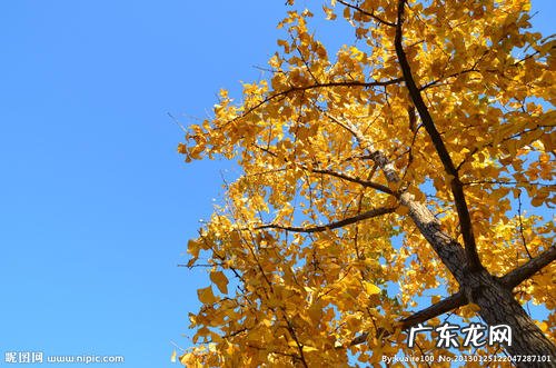 大银杏树图片 银杏树图片大全大图