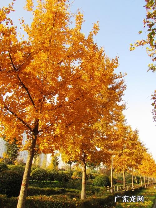 大银杏树图片 银杏树图片大全大图