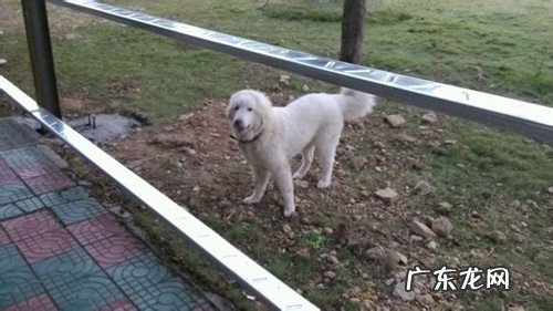 为小狗开毛结要注意什么