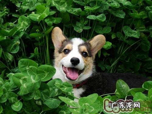 柯基犬比赛前如何美容保养