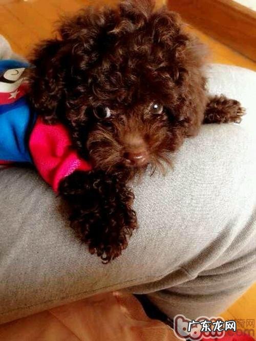 泰迪犬的喂养及保养体会心得