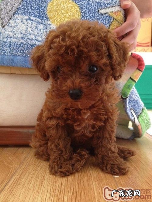 泰迪犬的喂养及保养体会心得