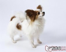 为蝴蝶犬照相的小窍门共享