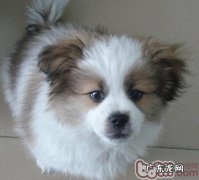 如何协助蝴蝶犬安全越冬