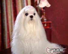 为小狗做美容的重要性