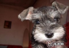 如何观查掌握雪纳瑞的心理状态