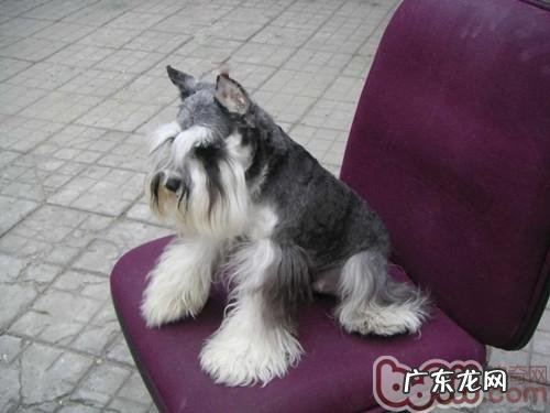 如何挑到身心健康的雪纳瑞