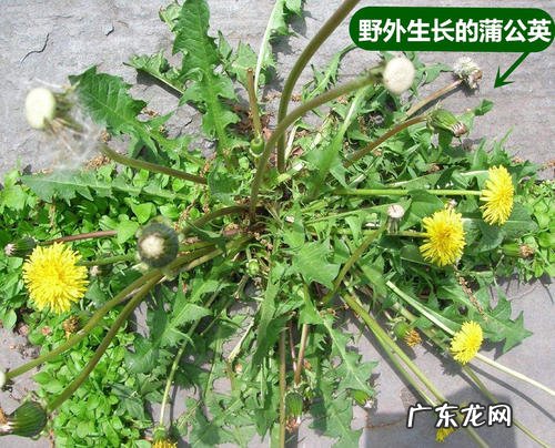 蒲公英有几种品种图片 野生蒲公英图片