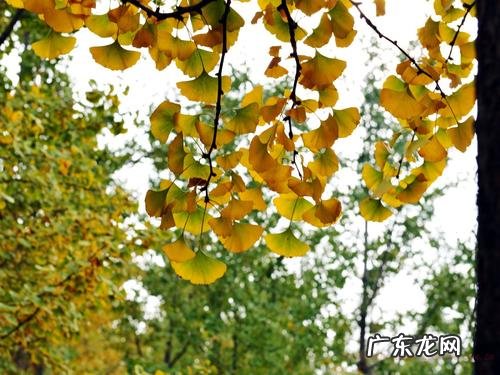 关于银杏树的古诗有哪些 关于银杏树的古诗