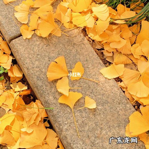 落叶怎么发朋友圈 银杏落叶发朋友圈