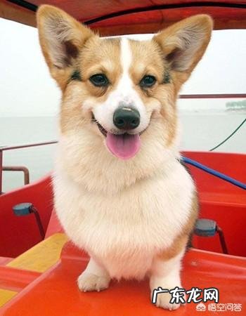 准备养柯基,有什么建议?