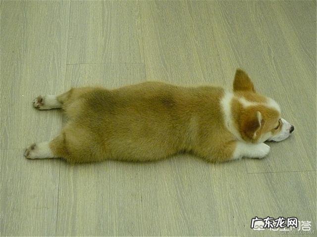 准备养柯基,有什么建议?