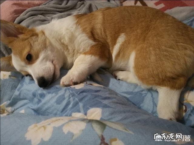 准备养柯基,有什么建议?