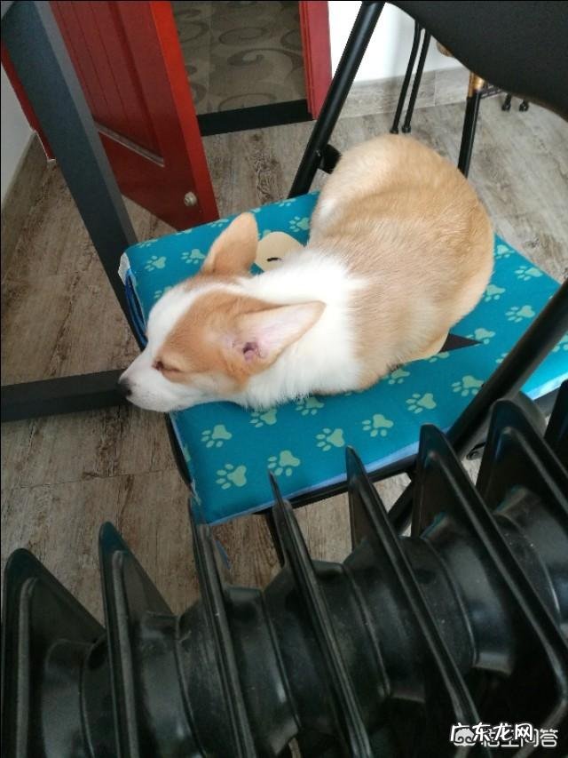 准备养柯基,有什么建议?