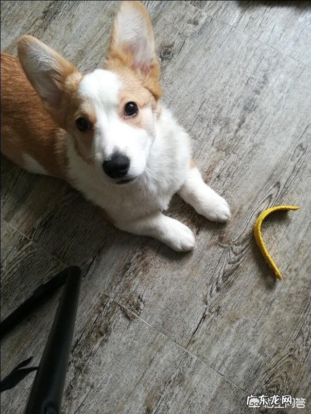 准备养柯基,有什么建议?