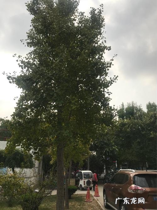 银杏树的树干有什么特点的图片