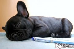 狗狗睡觉睡觉打呼噜的几类缘故