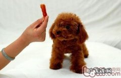 泰迪犬头发退色主人家应该怎么做