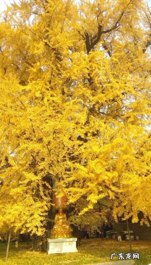 秋天的银杏树是什么样子的话 秋天的银杏树是什么样子的