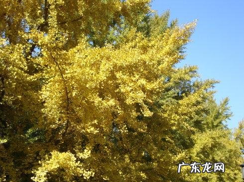 秋天的银杏树是什么样子的话 秋天的银杏树是什么样子的