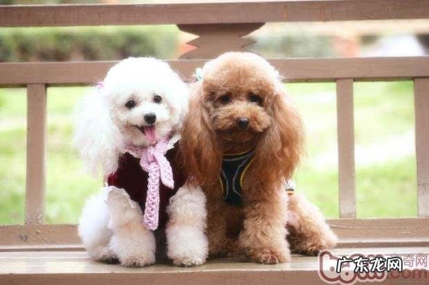 小狗背毛更改的根本原因