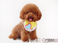 泰迪犬毛退色难题分析