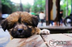 流浪狗领养的益处及常见问题