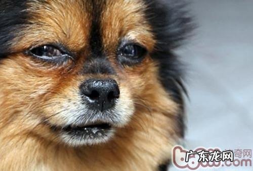 萌宠离逝后主人家应当的事