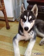 如何确保小狗乘车安全性