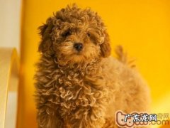 宠物犬会有什么心理状态