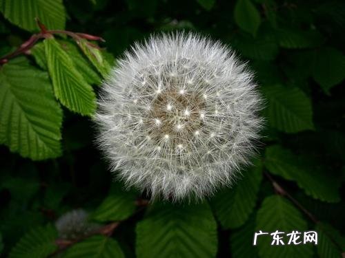 蒲公英是根好还是叶子效果好 蒲公英的叶子描写