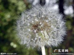 蒲公英花描写片段 蒲公英描写片段