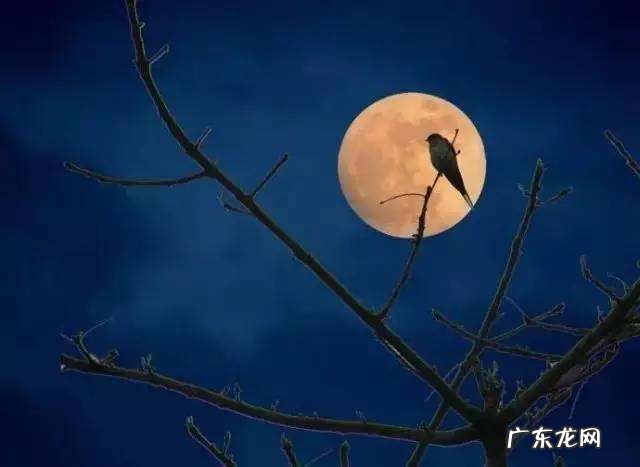 描写孤独寂寞的古诗 一个人孤独寂寞的古诗