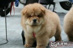 为小狗选择餐具的小窍门